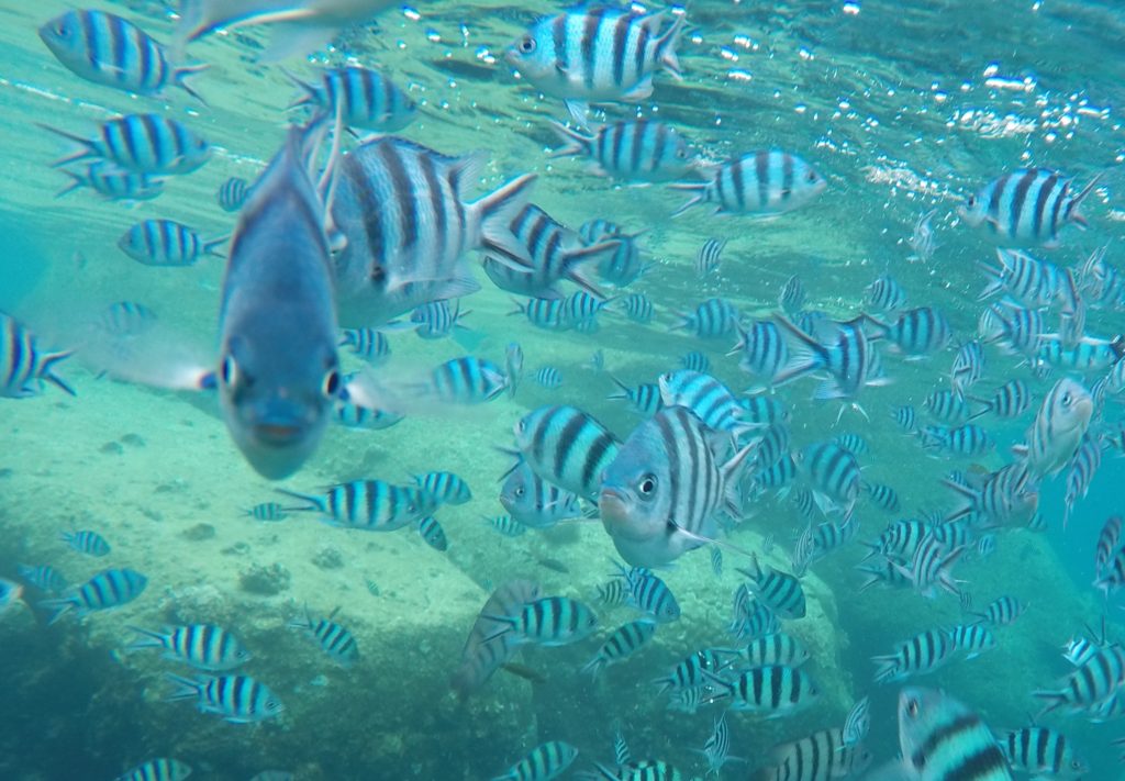 Udleve drømmen i Thailand